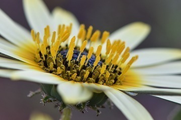 CLANWILLIAM – CLANFLORA